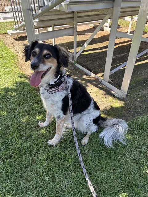 Maya - Australian Shepherd