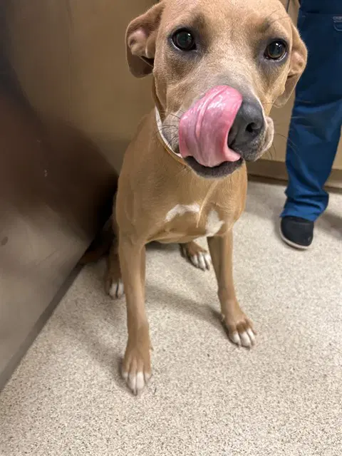 Maple - Pit Bull Terrier