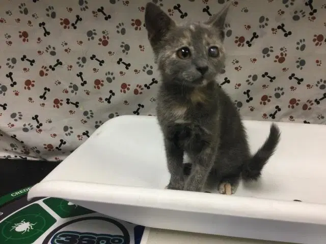 Penny - Domestic Short Hair