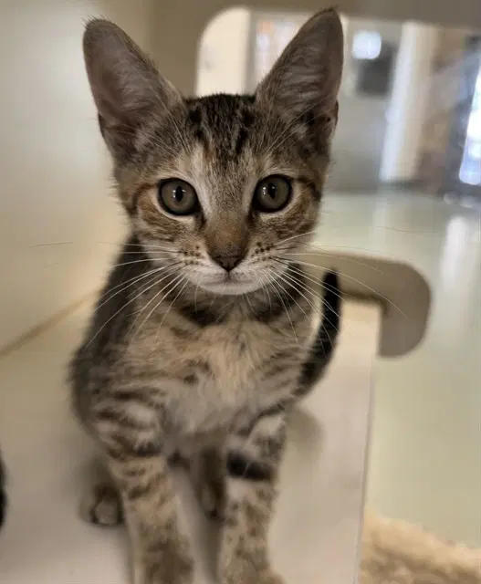 Aurora - Domestic Short Hair