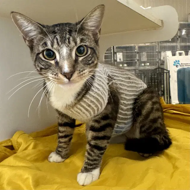Mr Clawsome - Domestic Short Hair