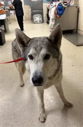 Unknown - Siberian Husky