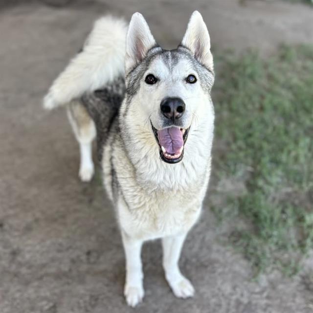 BALTO