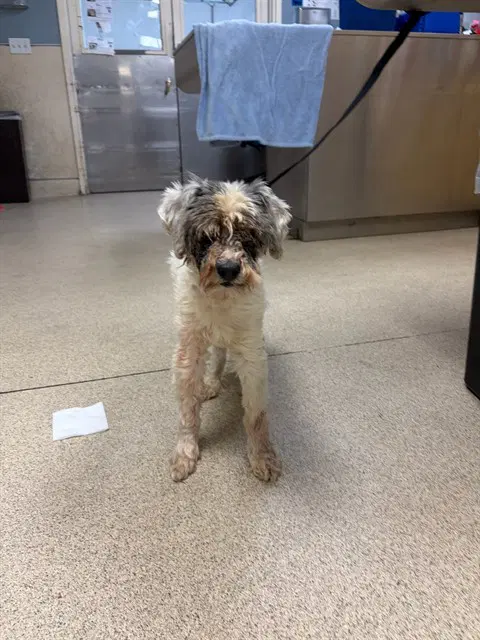 Mr Fabulous - Poodle (Miniature)