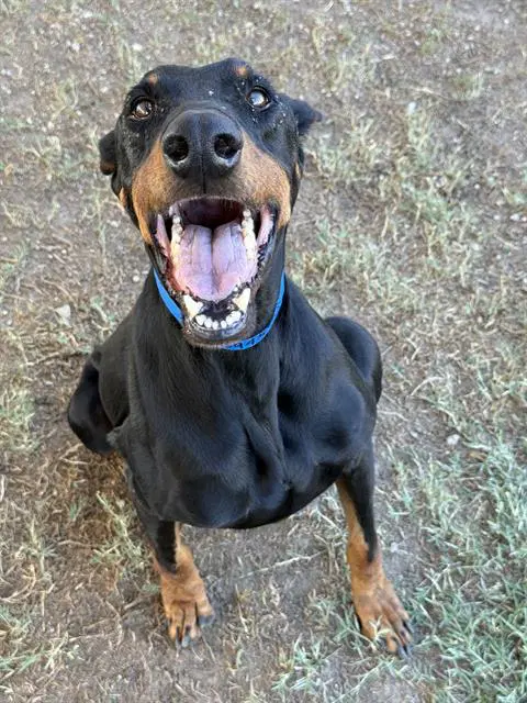Rudy - Doberman Pinscher