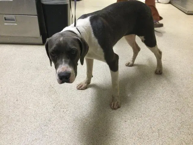 Presley - Plott Hound