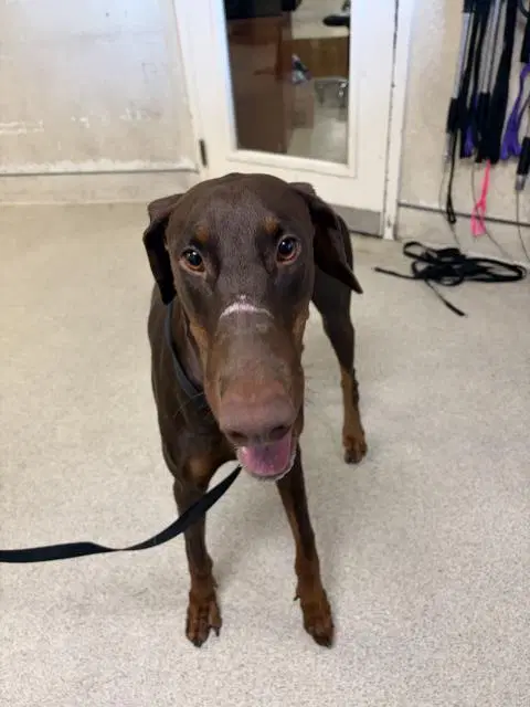 Snoop - Doberman Pinscher