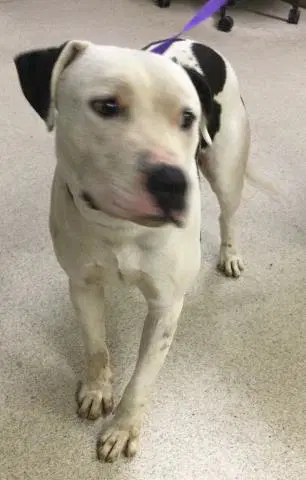 Chance - Pit Bull Terrier