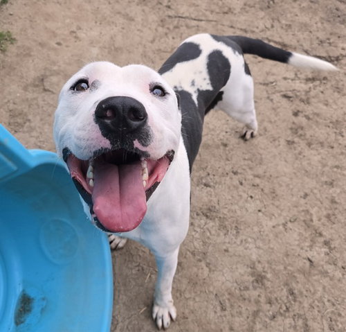 picture of the dog needing adoption