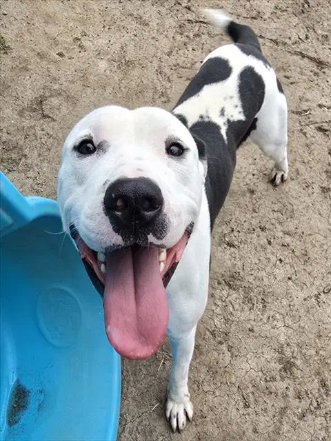 Chance - Pit Bull Terrier