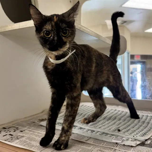 Patricia - Domestic Short Hair