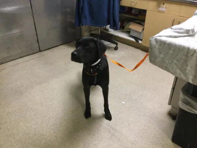 Gaga - Labrador Retriever