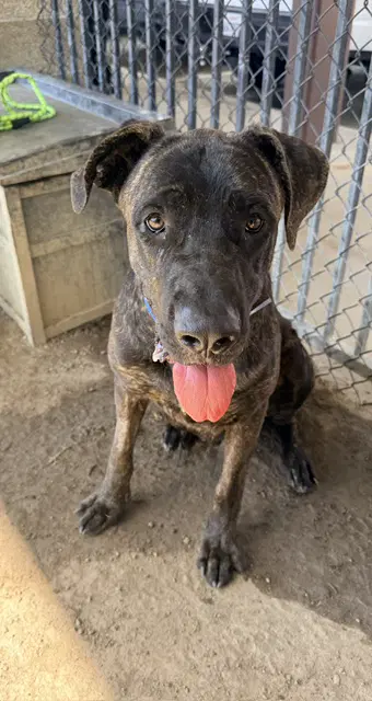 Sunnie D - Cane Corso Mastiff