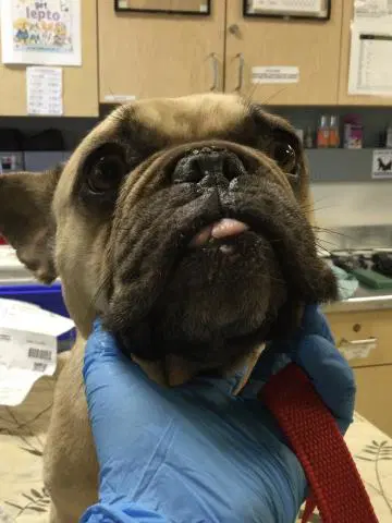 Pollie - French Bulldog