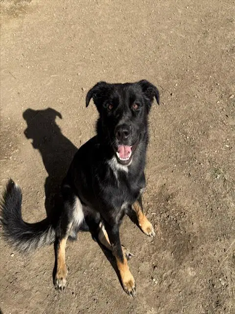 Micro - German Shepherd Dog