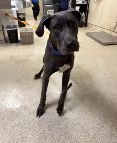 Bling - Great Dane