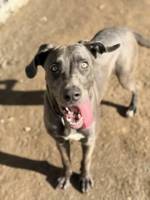Bling - Great Dane