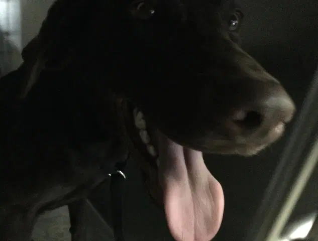 Romeo - Labrador Retriever