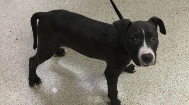 Speck - Pit Bull Terrier