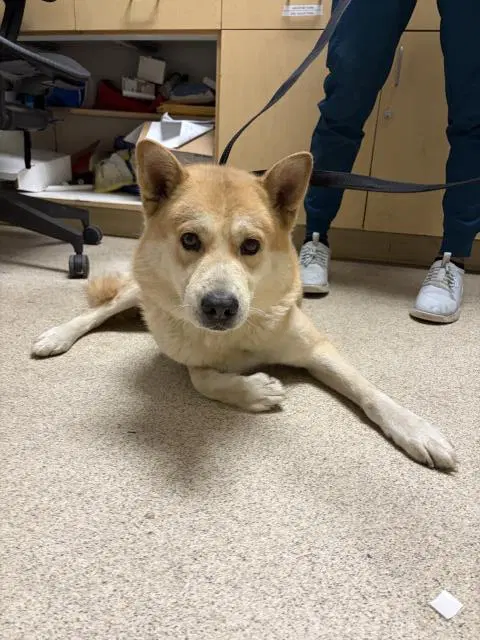 Goof - Akita
