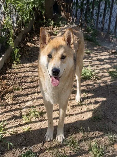 Goof - Akita