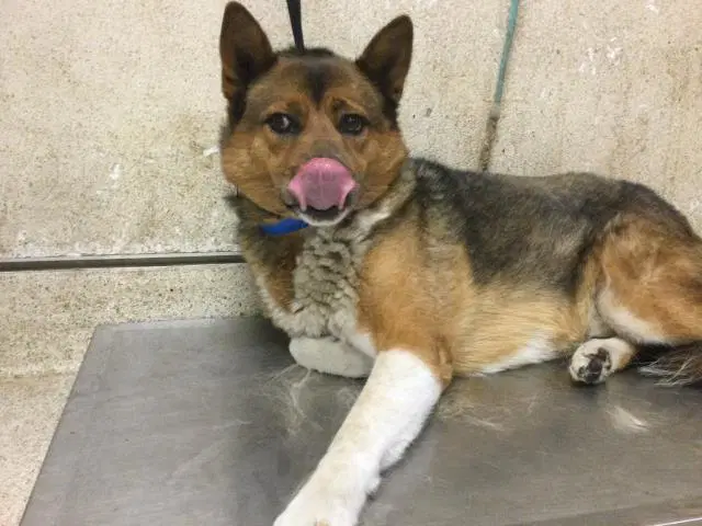 Floof - Akita