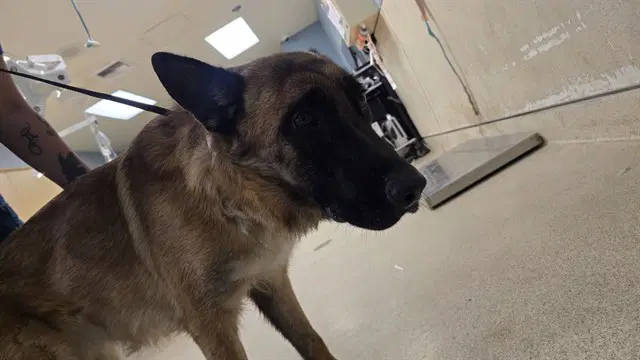 Lulu - German Shepherd Dog