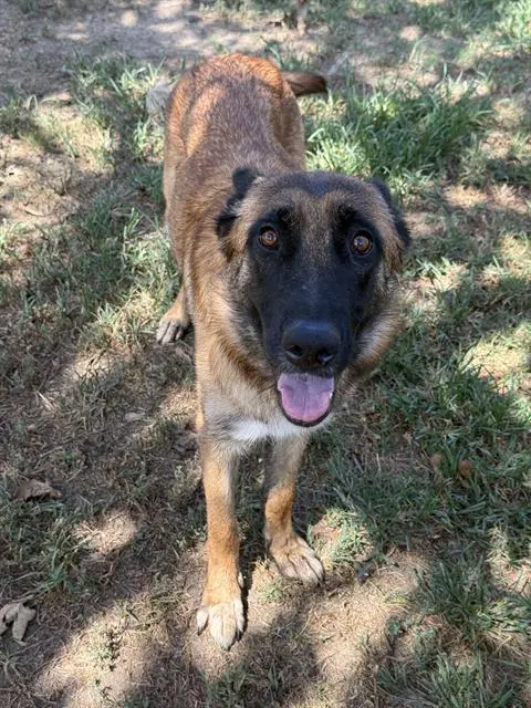 Lulu - German Shepherd Dog