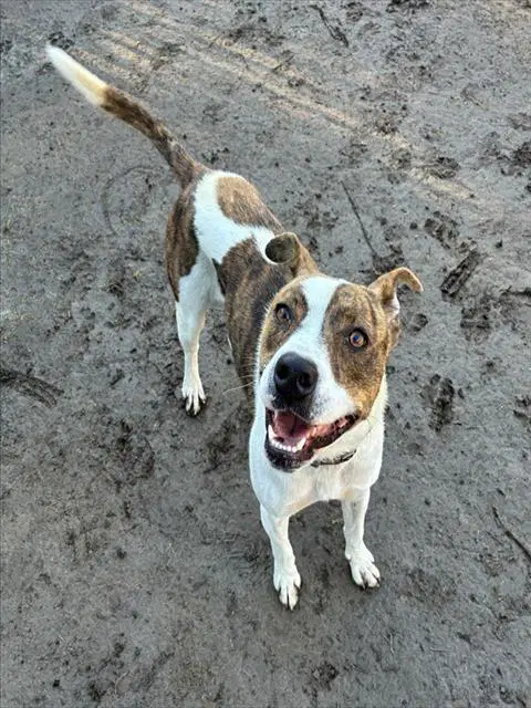 Tiana - Pit Bull Terrier