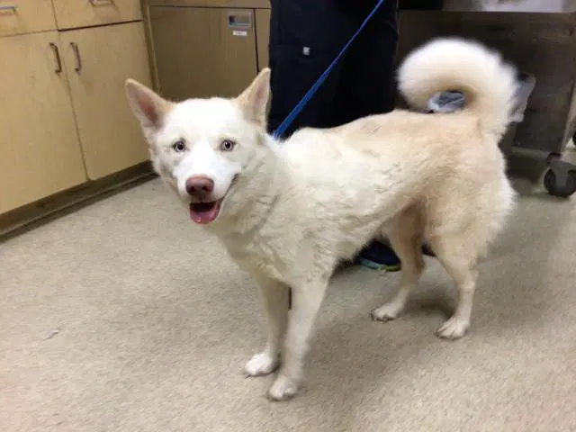 Guava - Siberian Husky