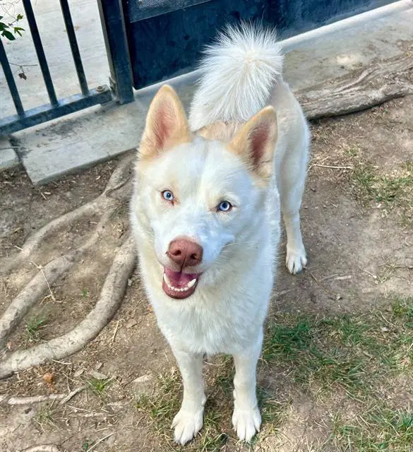 Guava - Siberian Husky