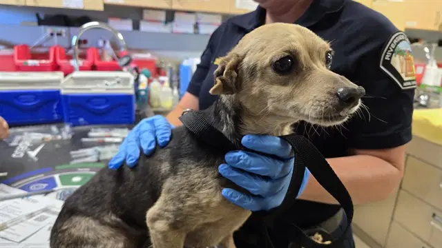 Dog - Chihuahua