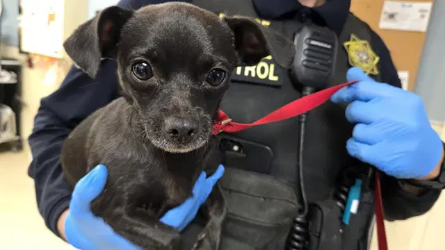 Baby - Chihuahua