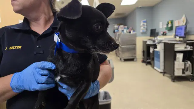 Dog - Chihuahua