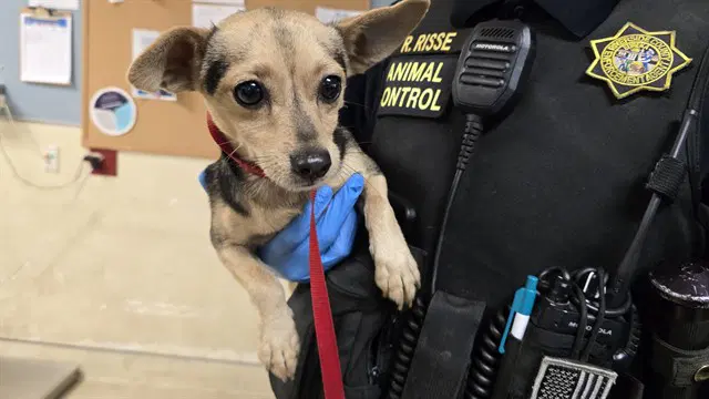 Dog - Chihuahua