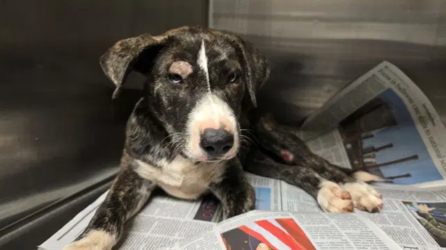 Unknown - Pit Bull Terrier