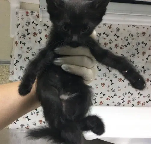 Mousey - Domestic Short Hair