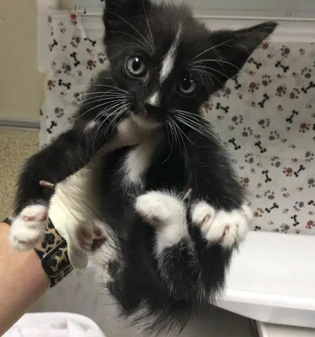 Skunky - Domestic Short Hair