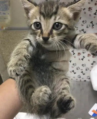 Squirrely - Domestic Short Hair
