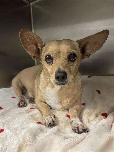 Bob - Chihuahua