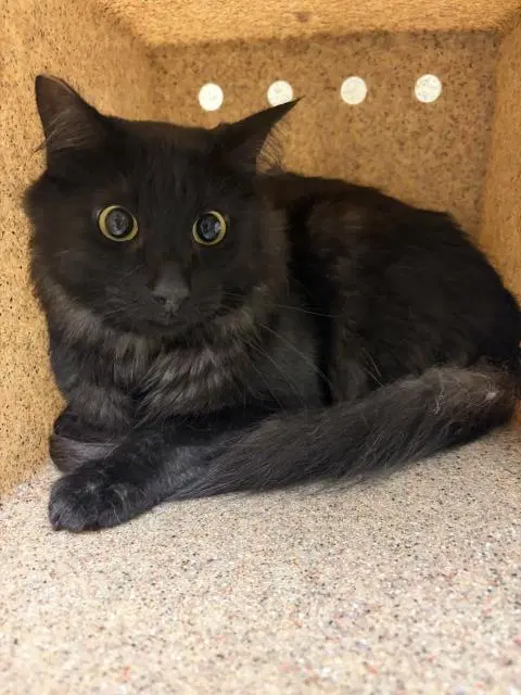 Remmy - Domestic Short Hair