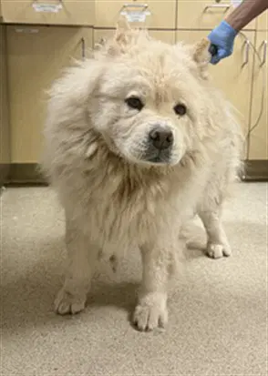 Mindi - Chow Chow