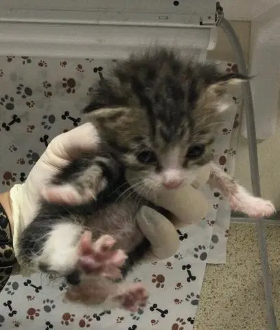 Willow - Domestic Short Hair