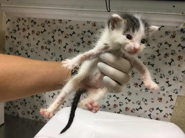 Holly - Domestic Short Hair