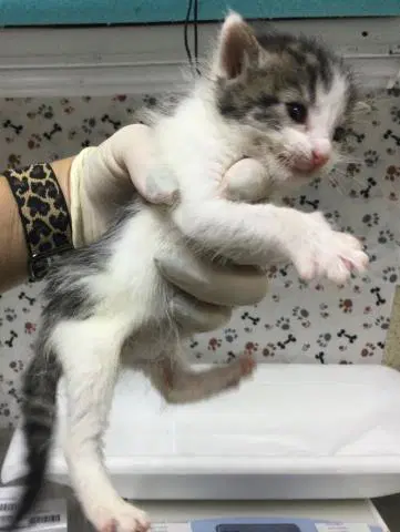 Hawthorne - Domestic Short Hair