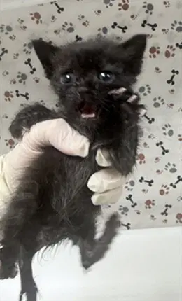Catzilla image 1