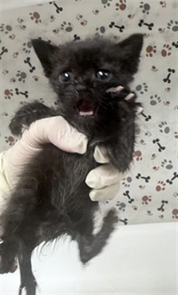 Catzilla