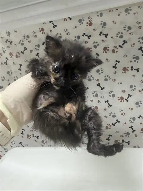 Clawdia image 1