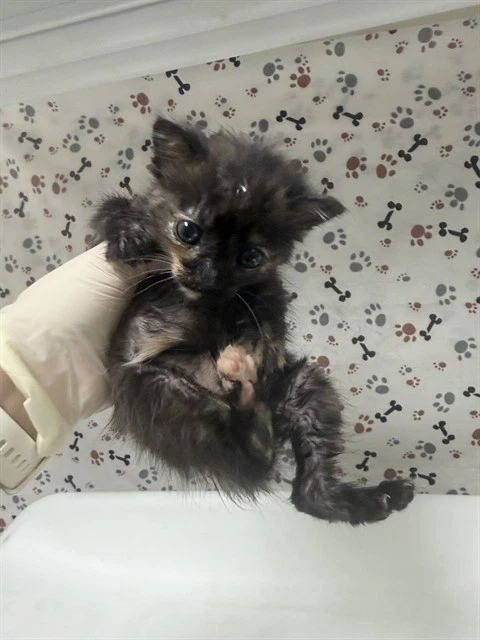 Clawdia