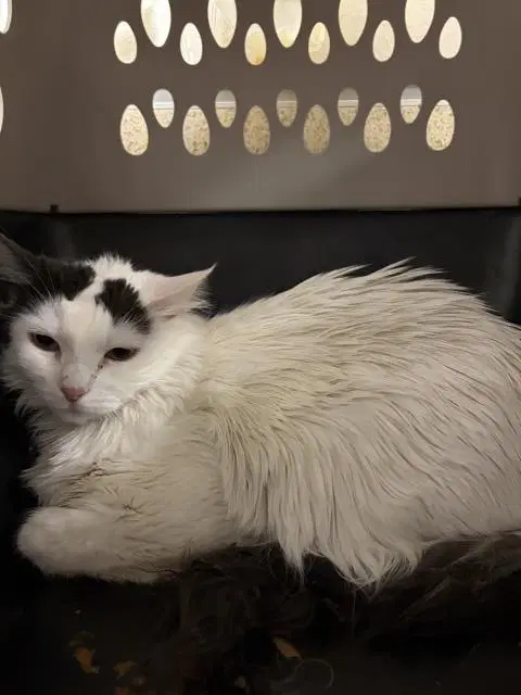 Lolita - Domestic Short Hair